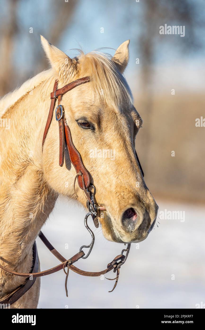 USA, Wyoming. Versteck dich auf der Pferdefarm, Pferdeporträt. PR) Stockfoto
