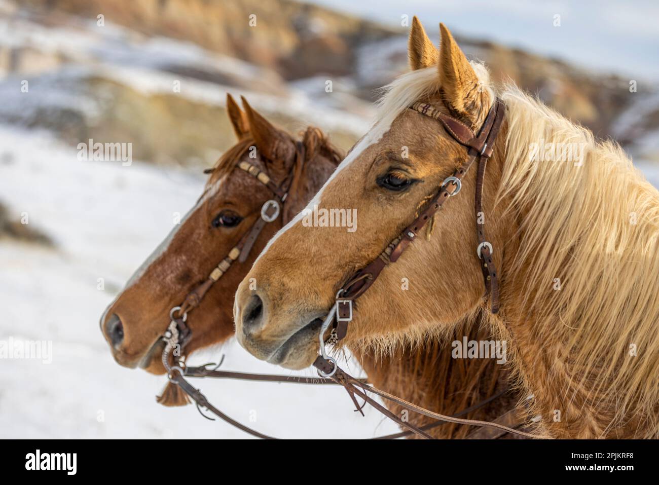 USA, Wyoming. Versteck dich auf der Pferdefarm, Pferde ruhen im Schnee. PR) Stockfoto