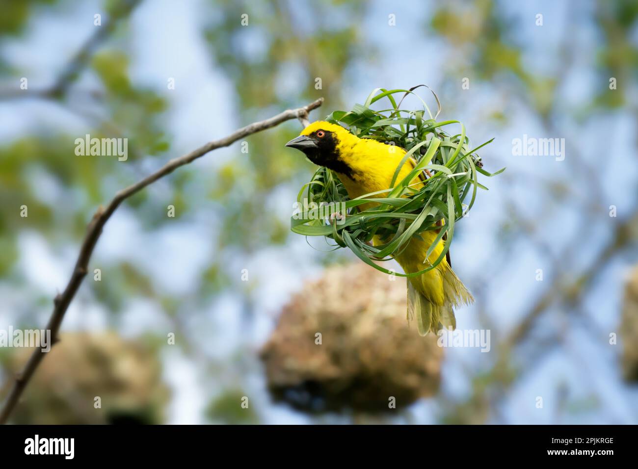 Ein männlicher Dorfweber-Vogel, Ploceus cucullatus, webt ein Nest mit langen Blättern. Stockfoto