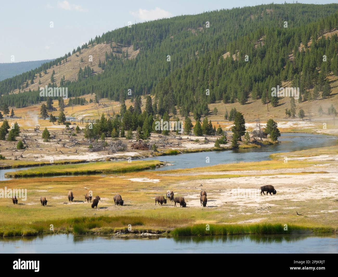 Wyoming, Yellowstone-Nationalpark. Bisonherde und Firehole River Stockfoto