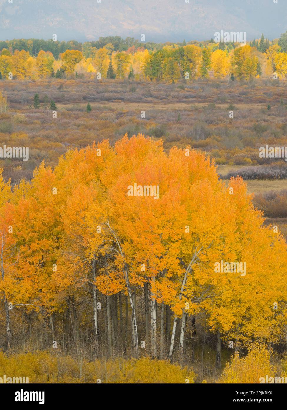 Wyoming, Grand Teton Nationalpark. Goldene Aspen Bäume Stockfoto