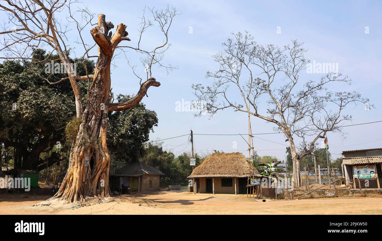 Holzhütte und trockene Bäume im Gaganeshwar Village, Westbengalen, Indien. Stockfoto