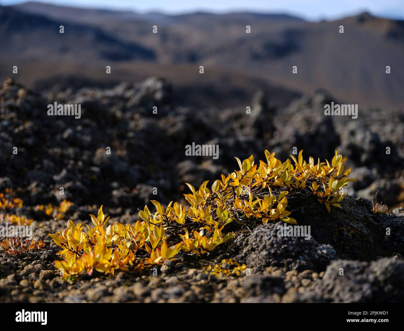 Die arktische Weide im Herbst. Die Ostseite des Vulkans Askja. Highlands im Vatnajokull-Nationalpark, ein UNESCO-Weltkulturerbe, Island Stockfoto