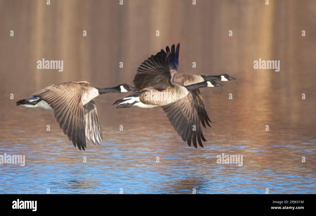 Kanadische Gänse, die im Frühjahr über einen Teich fliegen Stockfoto