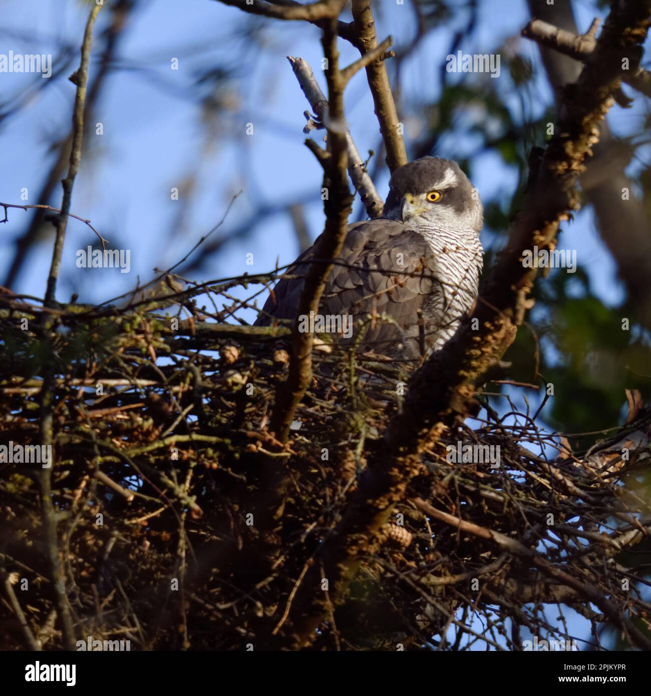 Gemütlich... Goshawk (Accipiter gentilis) ruht im Auge und beobachtet die Umgebung Stockfoto