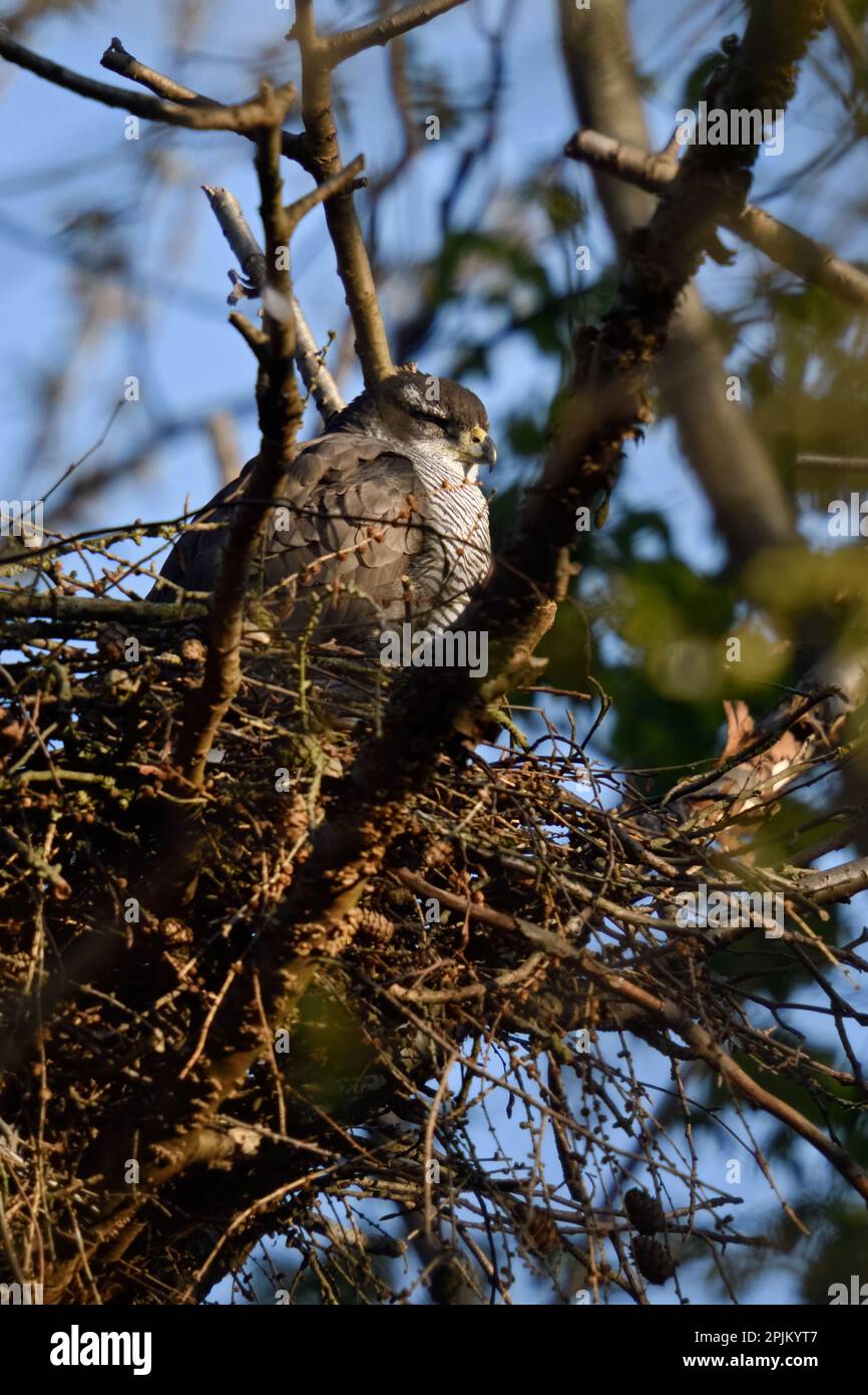 Schlafender Vogel... Goshawk (Accipiter gentilis) schläft auf seinen Augen, weiblicher Goshawk ruht im Nest Stockfoto