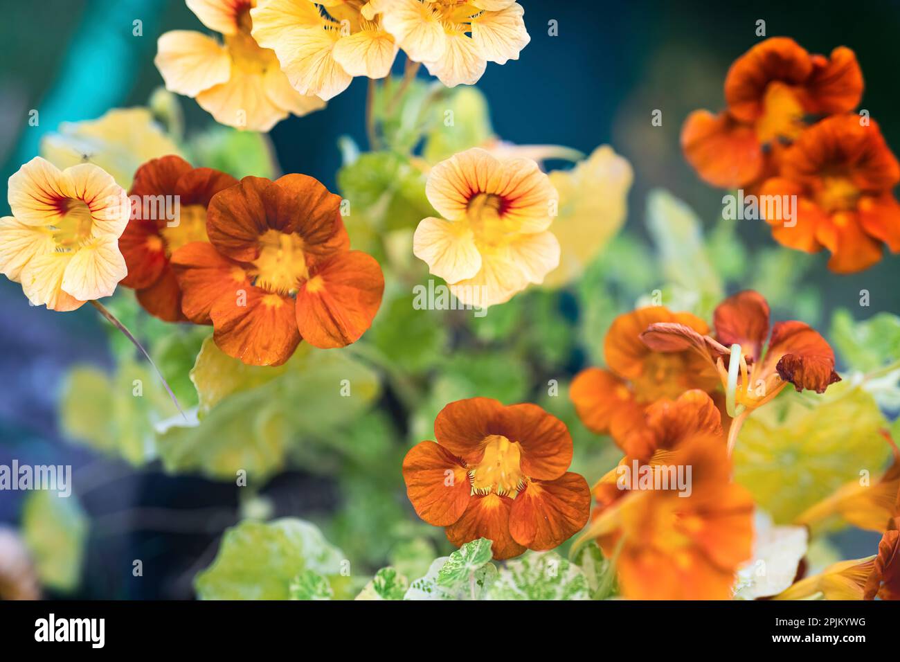 Nahaufnahme von gelben und orangefarbenen Blumen Stockfoto