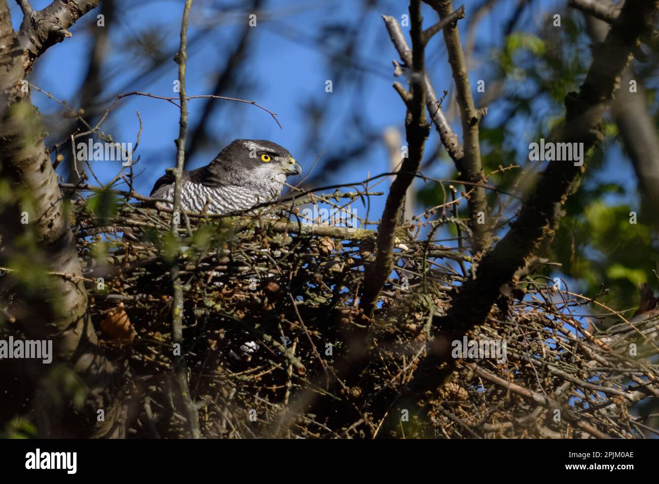 Geheimer Vogel... Goshawk ( Accipiter gentilis ), weiblicher Goshawk in ihrem Nest hoch oben in einem Baum Stockfoto