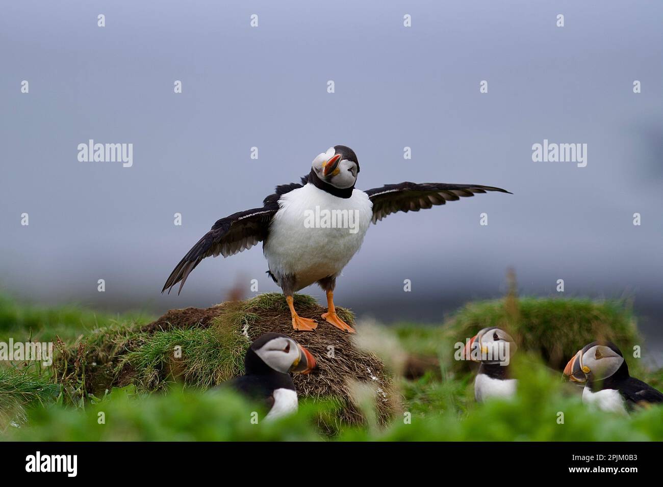 Atlantik-Papageientaucher von der Lunga-Insel auf den schottischen Inseln vor der Insel Mull Stockfoto