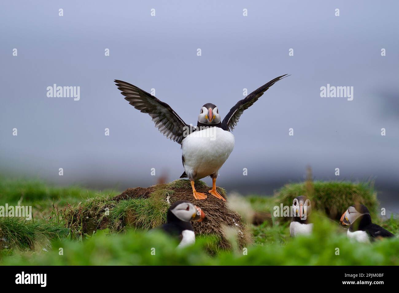 Atlantik-Papageientaucher von der Lunga-Insel auf den schottischen Inseln vor der Insel Mull Stockfoto