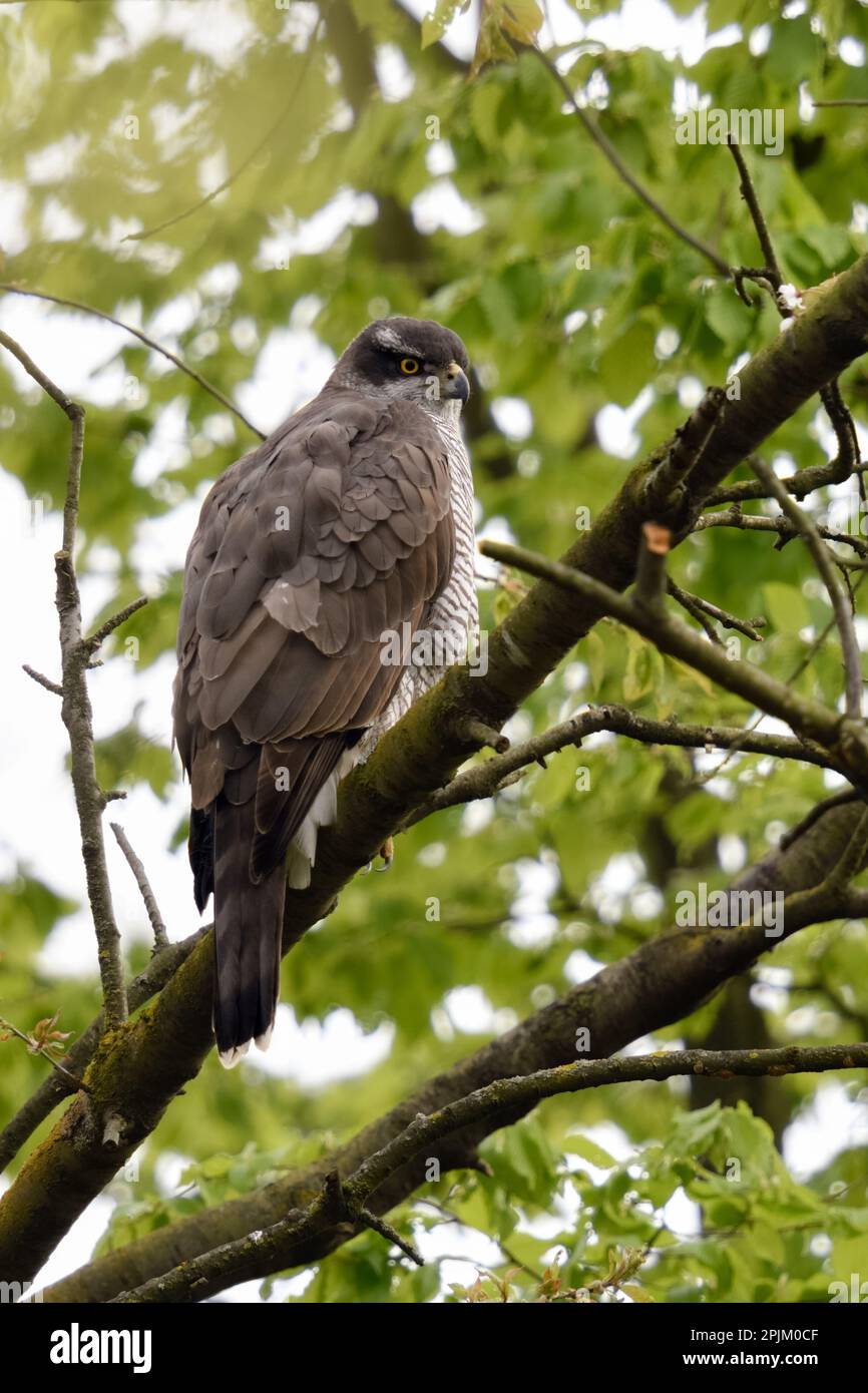 Im Frühling... Nördlicher Goshawk (Accipiter gentilis), der zwischen frischen Blättern im Baum sitzt Stockfoto