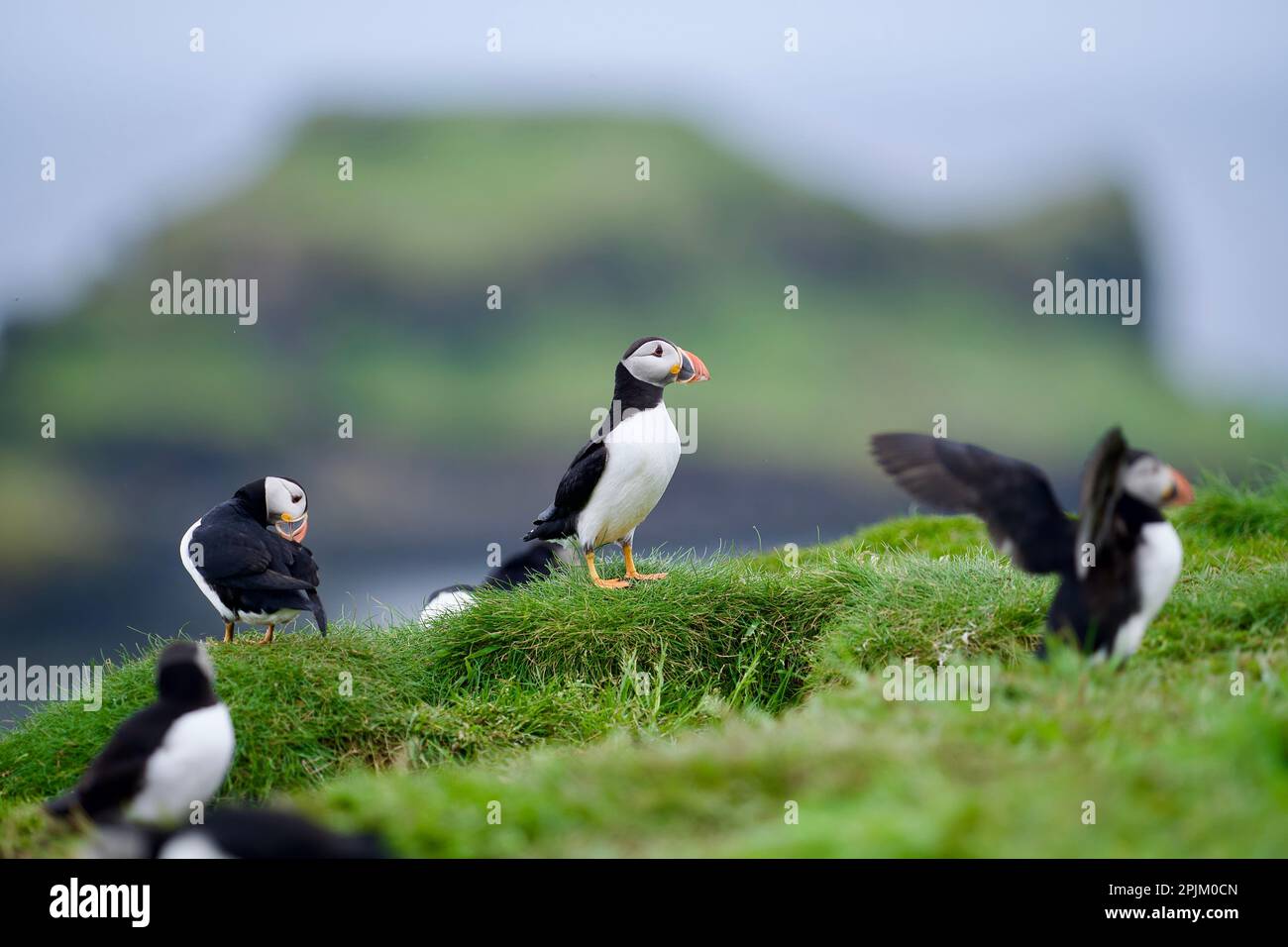 Atlantik-Papageientaucher von der Lunga-Insel auf den schottischen Inseln vor der Insel Mull Stockfoto