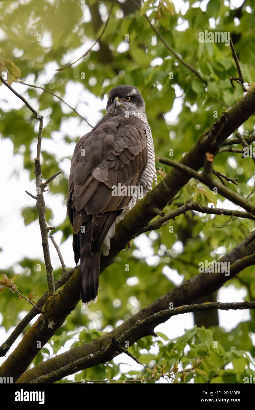 Scharfe Augen... Goshawk (Accipiter gentilis) schaut sich um Stockfoto