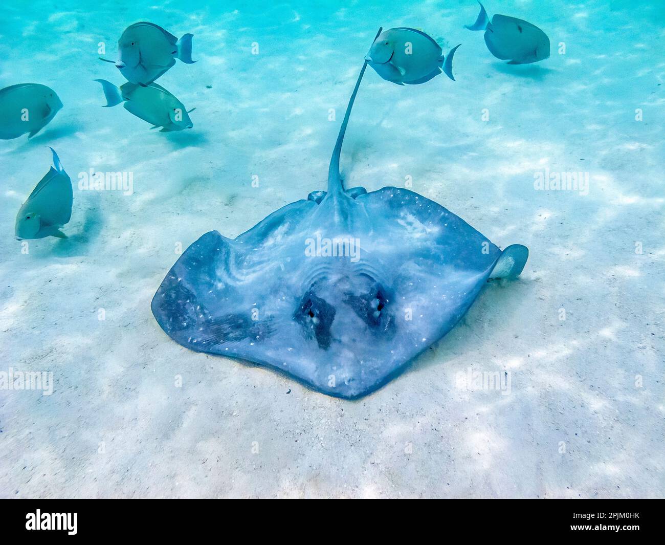 Französisch-Polynesien, Moorea. Stachelrochen und Jack Fish auf dem Meeresgrund. Stockfoto