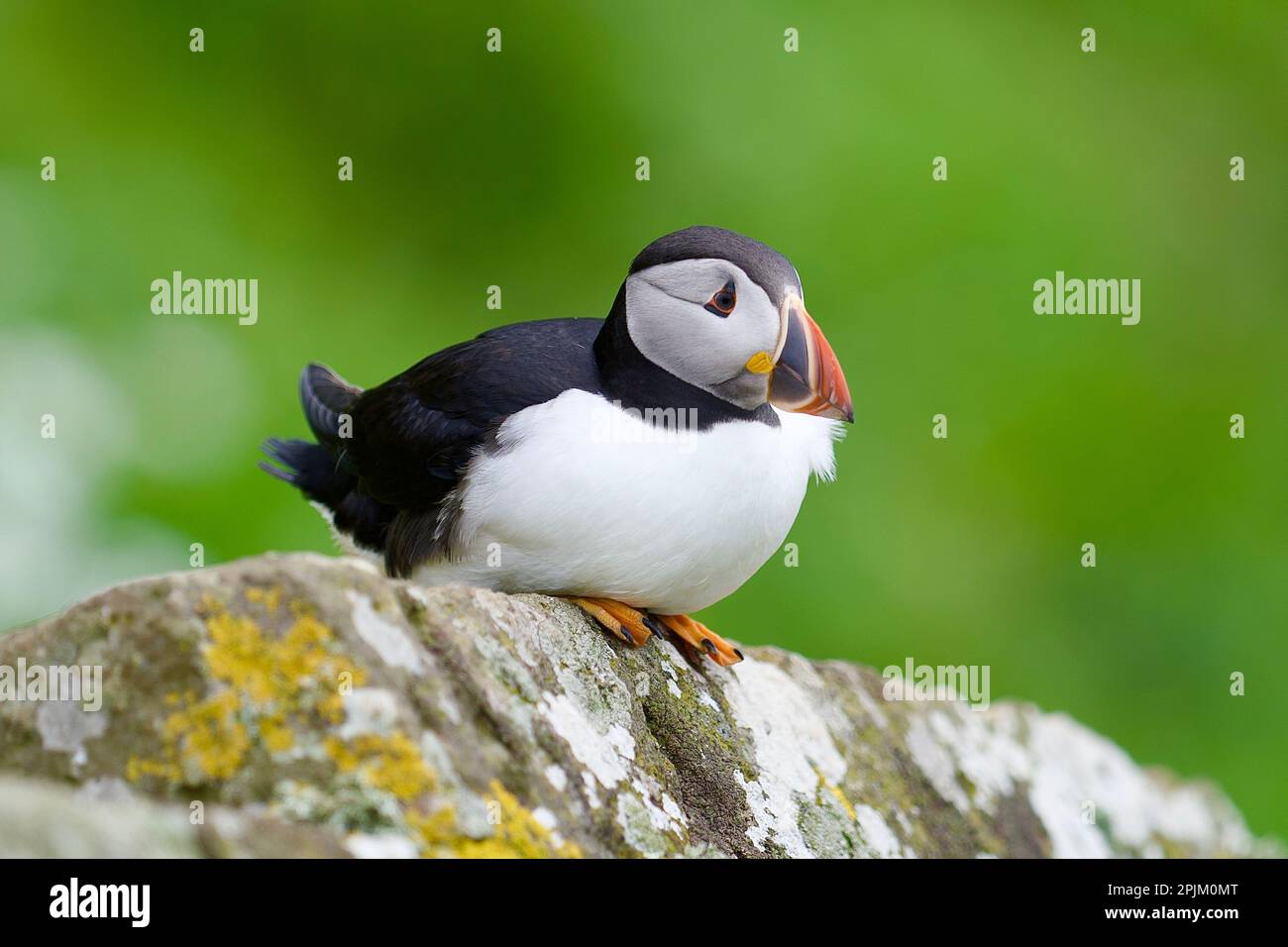 Atlantik-Papageientaucher von der Lunga-Insel auf den schottischen Inseln vor der Insel Mull Stockfoto