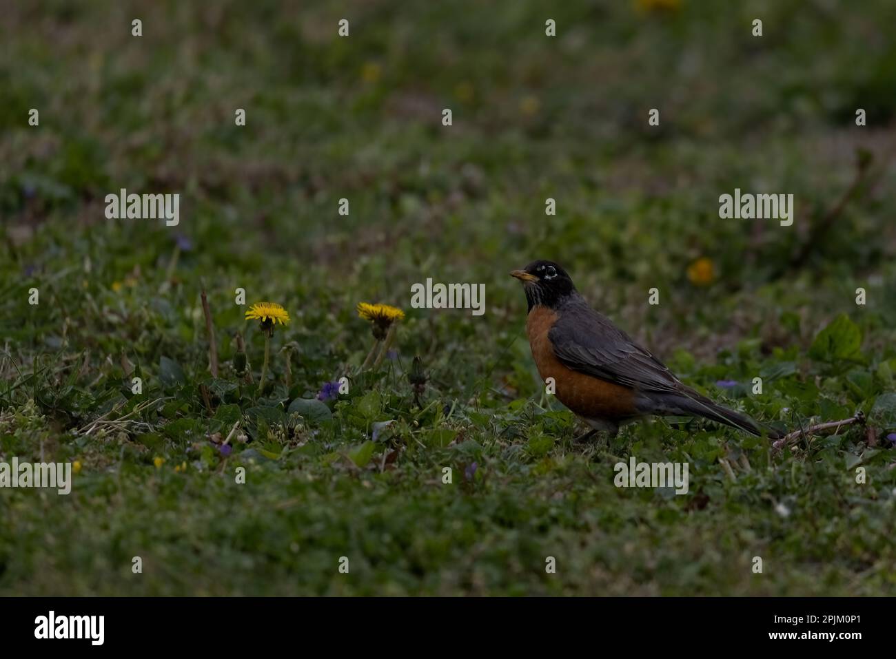 Ein amerikanischer Rotkehlchen auf dem Boden auf einer Wiese voller bunter Blumen und Laub. Stockfoto