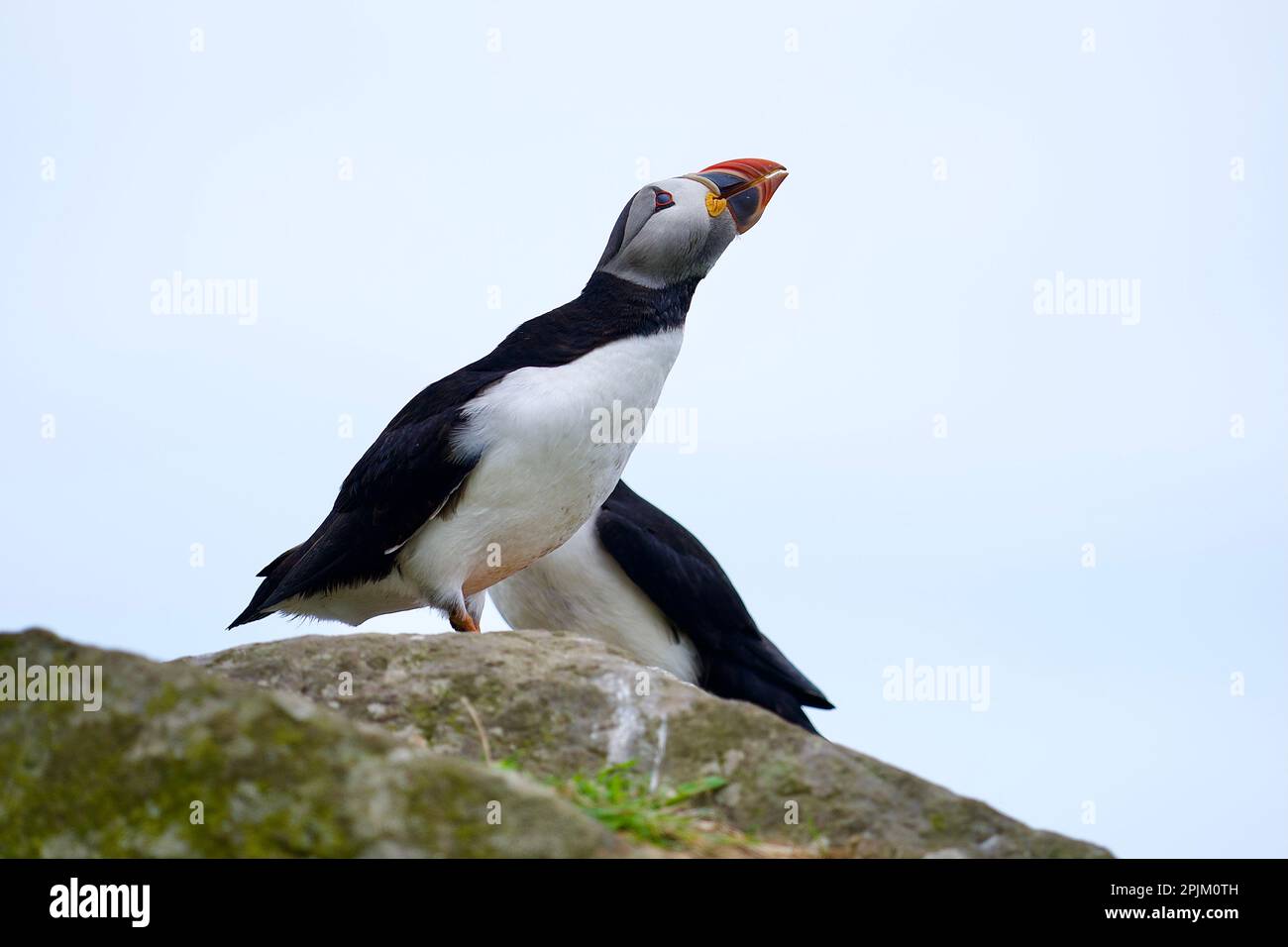 Atlantik-Papageientaucher von der Lunga-Insel auf den schottischen Inseln vor der Insel Mull Stockfoto