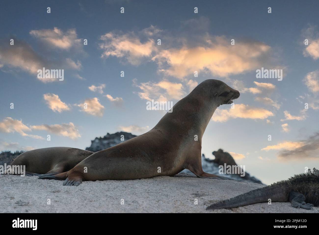 Galapagos Seelöwen, der sich bei Sonnenuntergang ausruht. Stockfoto