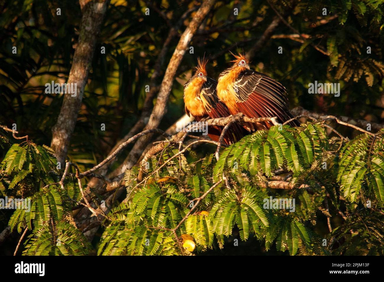 Wegen seines ungenießbaren Fleisches ist dieser große Vogel im Amazonas-Dschungel üblich. Stockfoto