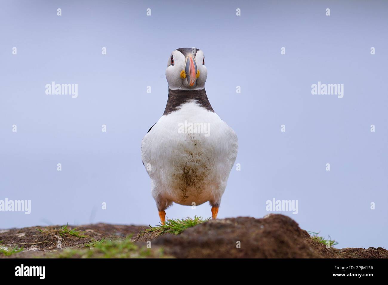 Atlantik-Papageientaucher von der Lunga-Insel auf den schottischen Inseln vor der Insel Mull Stockfoto