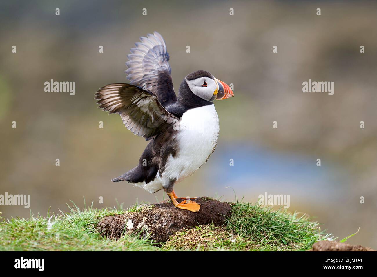 Atlantik-Papageientaucher von der Lunga-Insel auf den schottischen Inseln vor der Insel Mull Stockfoto