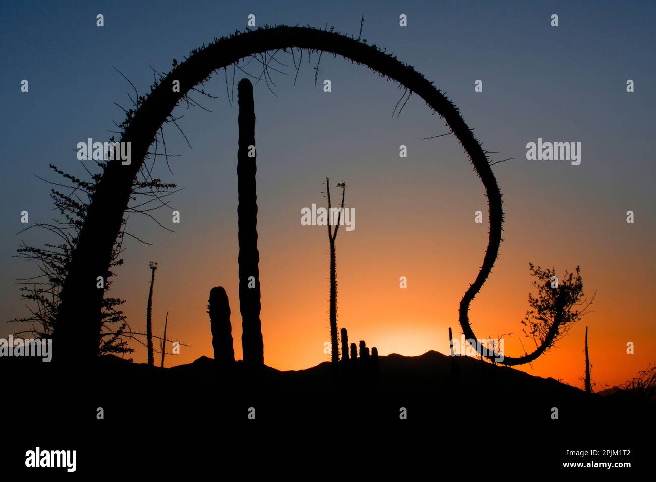Baja, Boojum cactus ist vor dem Sonnenuntergang versilbert. Stockfoto