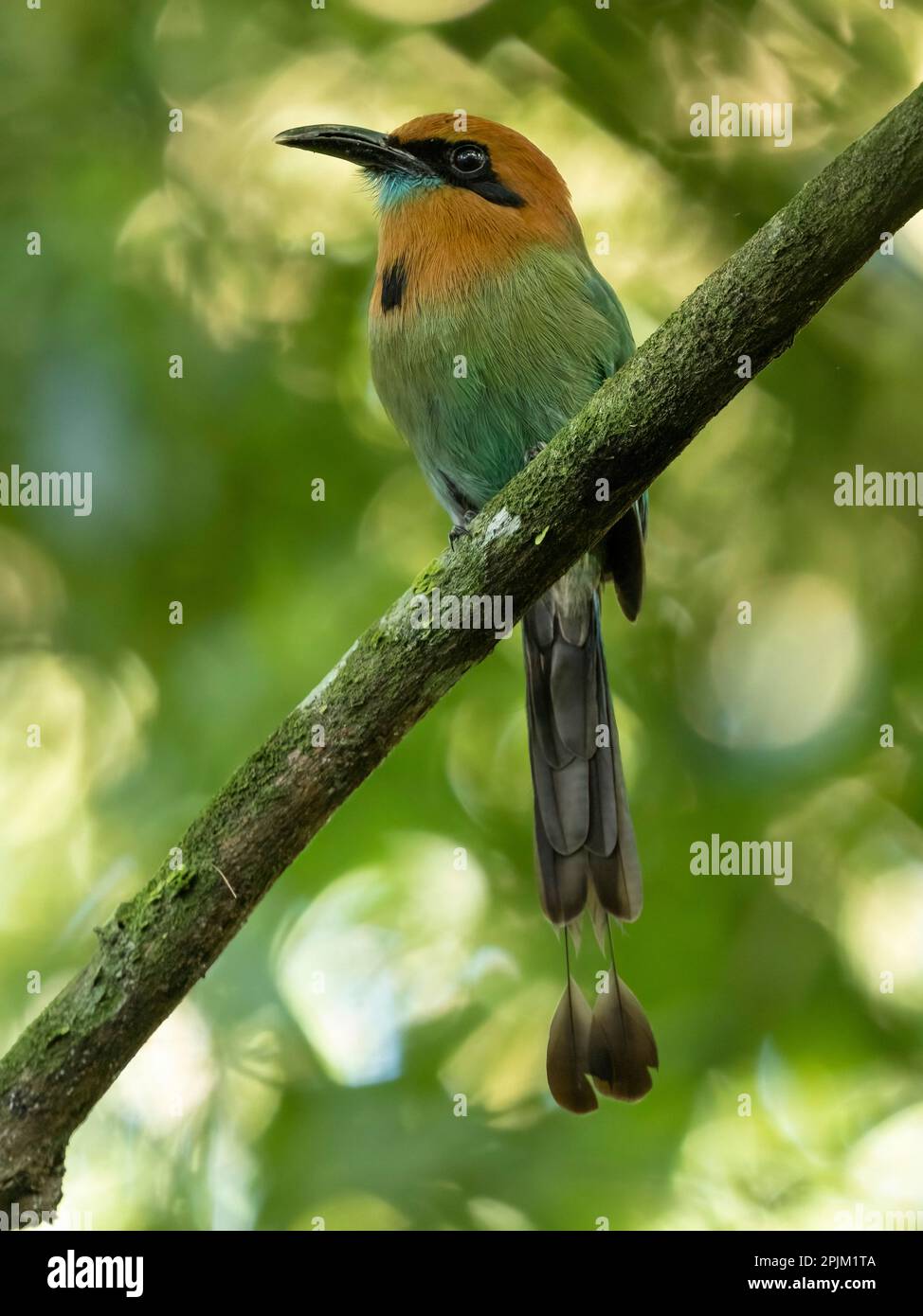 Großmaul-Mottmot auf der Straße, Costa Rica, Mittelamerika Stockfoto