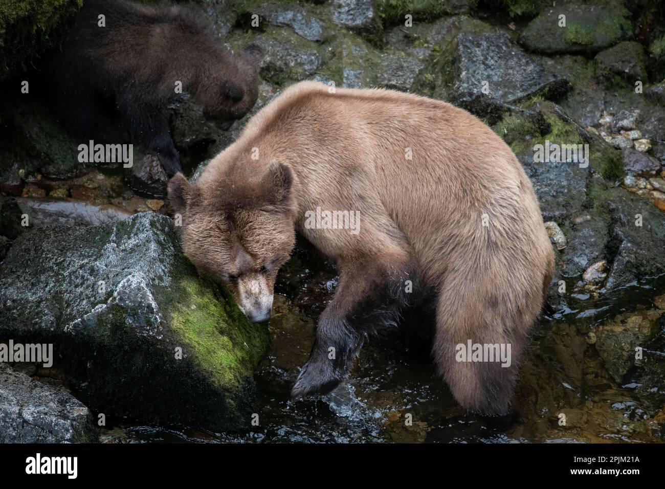 Braunbär sucht Lachs am Anan Creek. Stockfoto