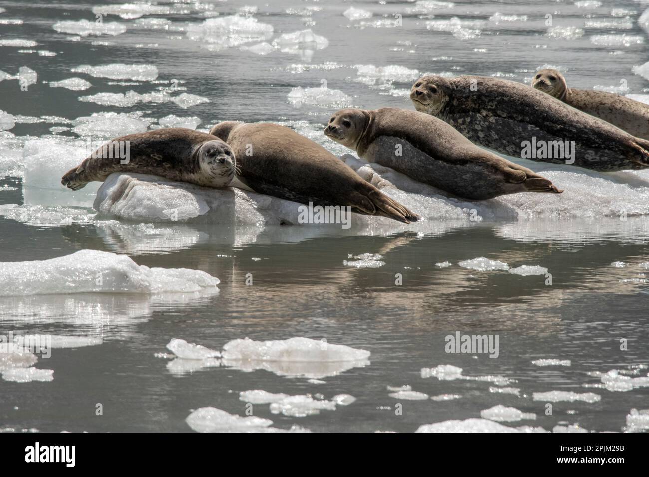 Seehunde auf Eis in John Hopkins Inlet, Glacier Bay. Stockfoto