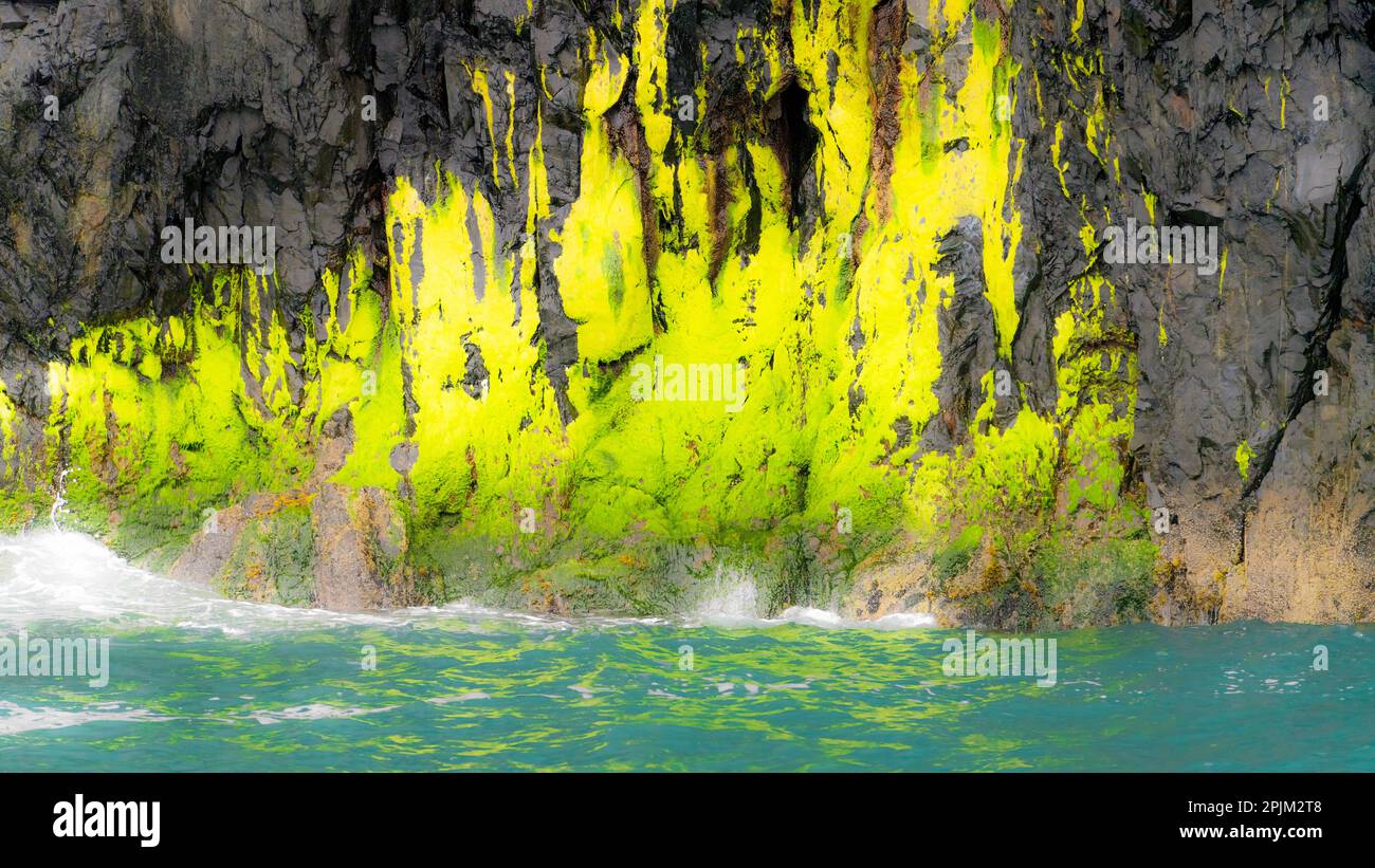 Farbenfrohe Nahaufnahme von Flechten an der Küste. Stockfoto