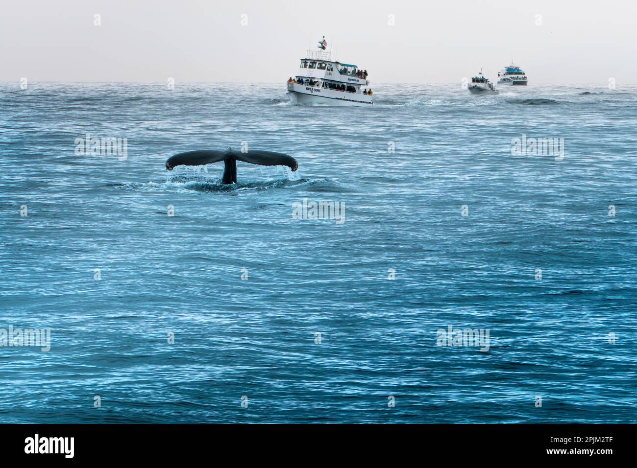 Alaska, Kenai-Halbinsel. Walbeobachtungsboote, die einen Buckelwal jagen. Stockfoto