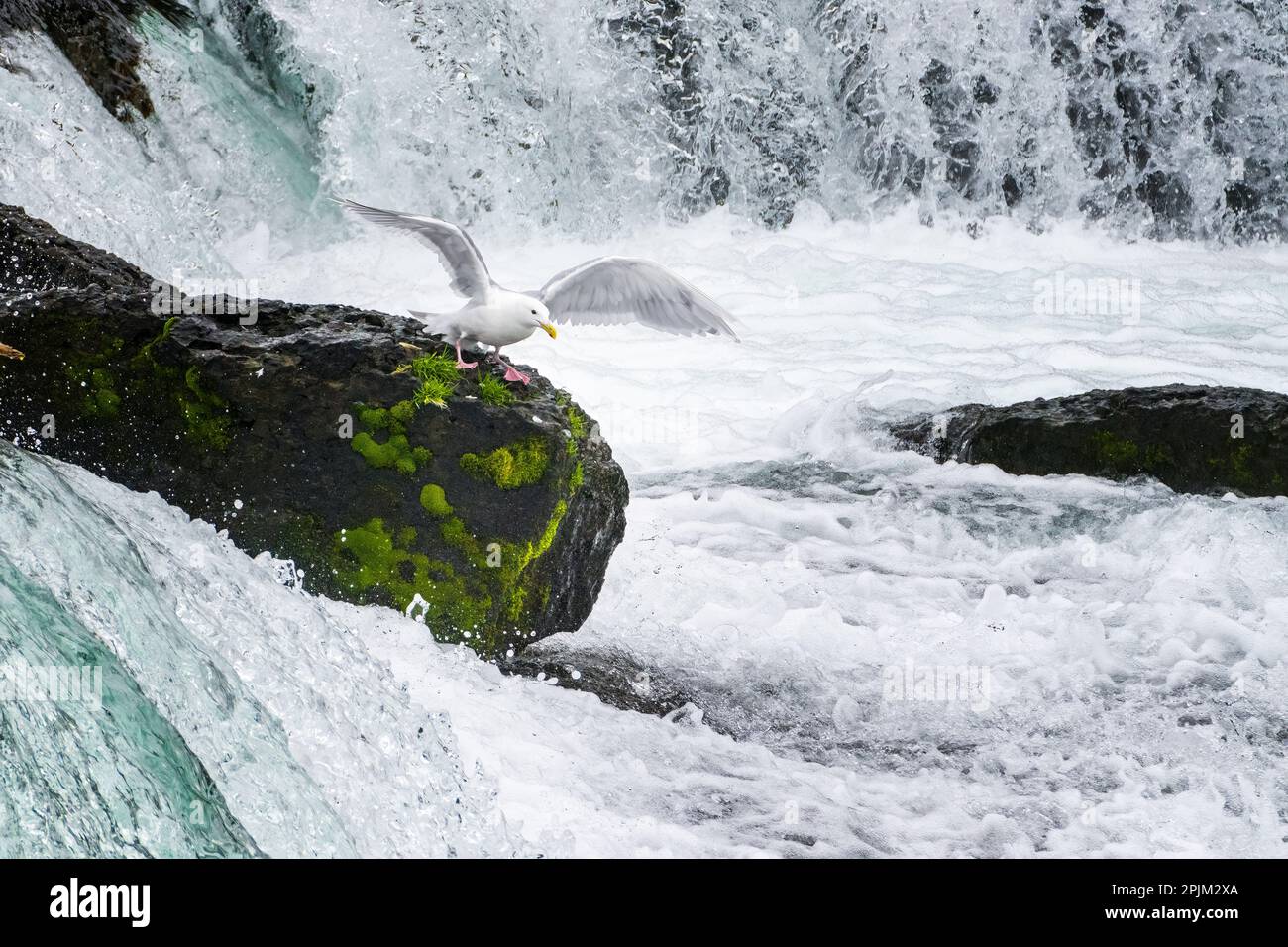 Alaska, Brooks Falls. Stockfoto