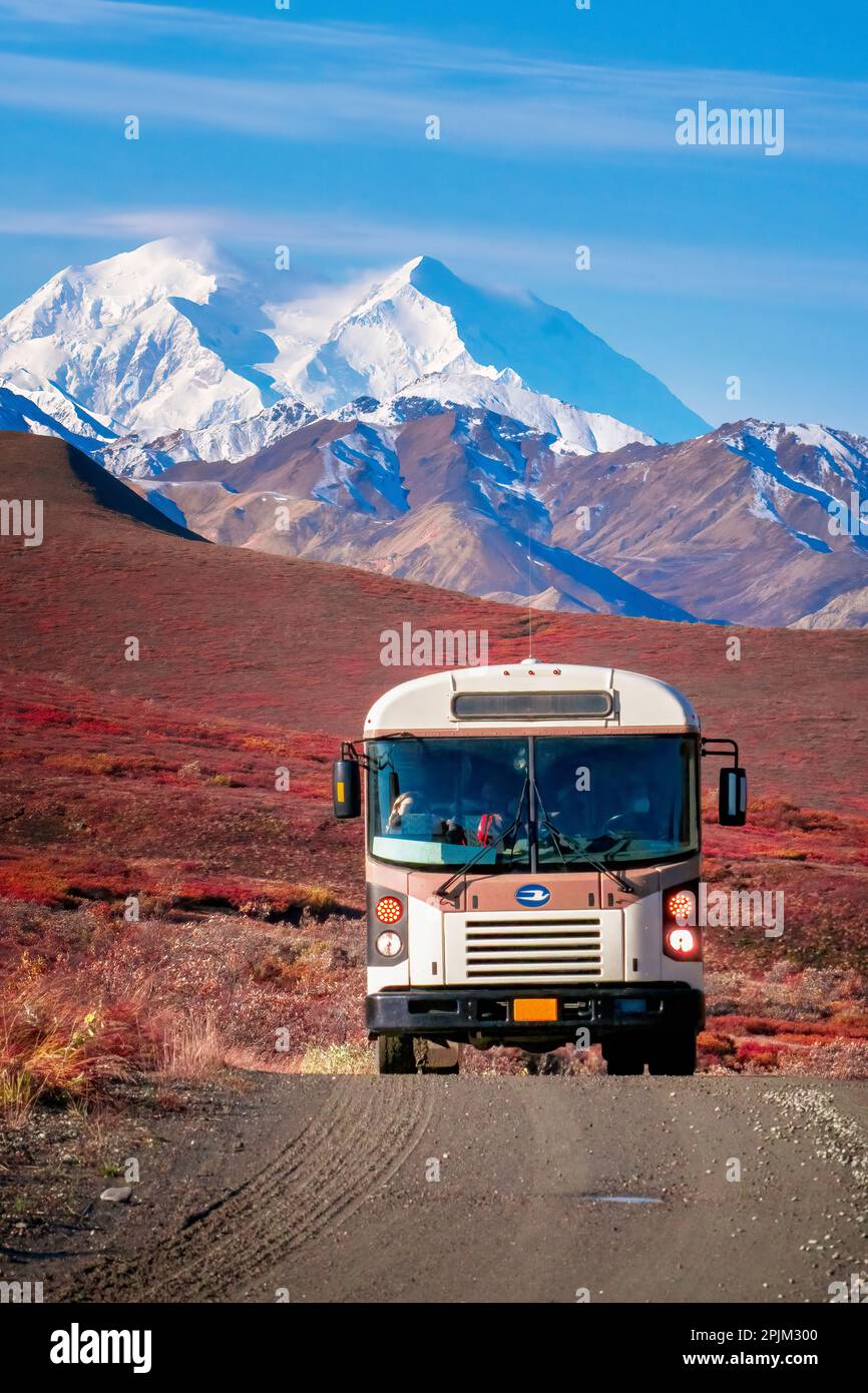 Alaska, Denali-Nationalpark. Tour-Bus auf einer Herbststraße mit Denali-Berg im Hintergrund. Stockfoto
