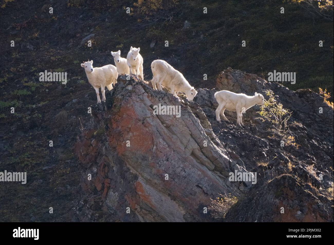 Alaska, Denali-Nationalpark. Vier Dall-Schafe auf einem steilen Hang. Stockfoto