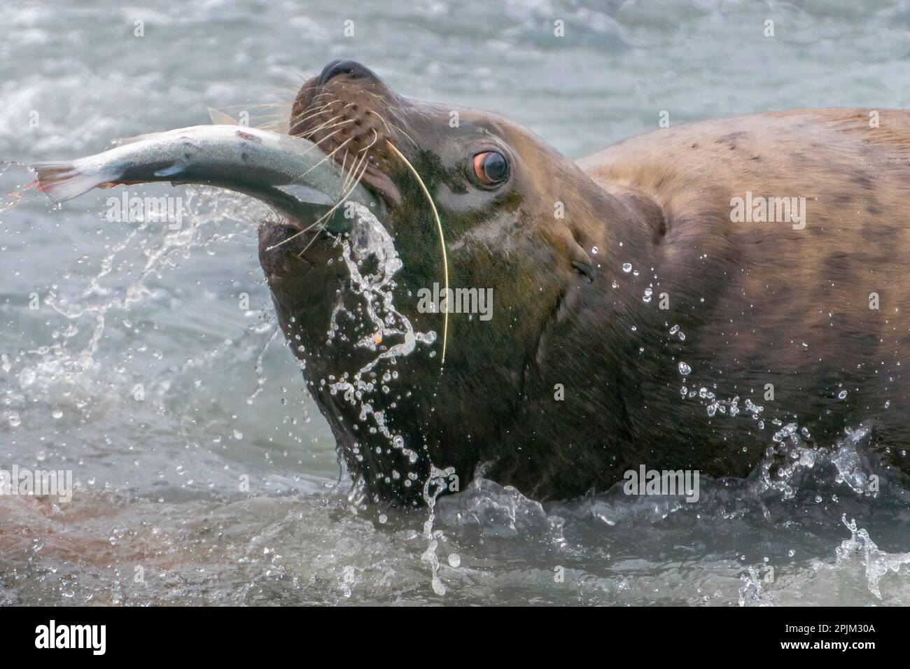 Alaska, Valdez. Steller Seelöwe isst einen Lachs. Stockfoto