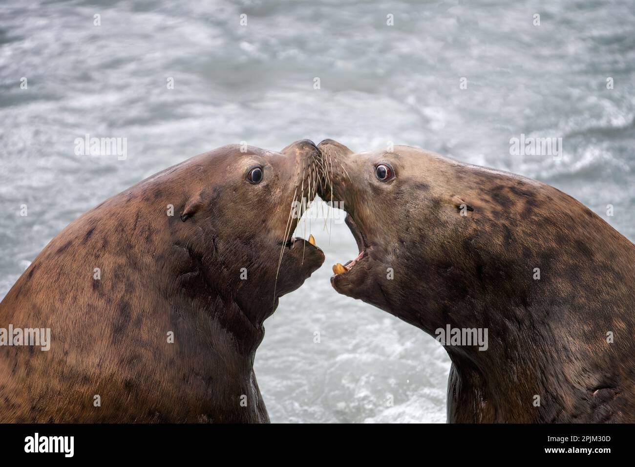 Alaska, Valdez. Zwei stellare Seelöwen, die Nase an Nase berühren. Stockfoto