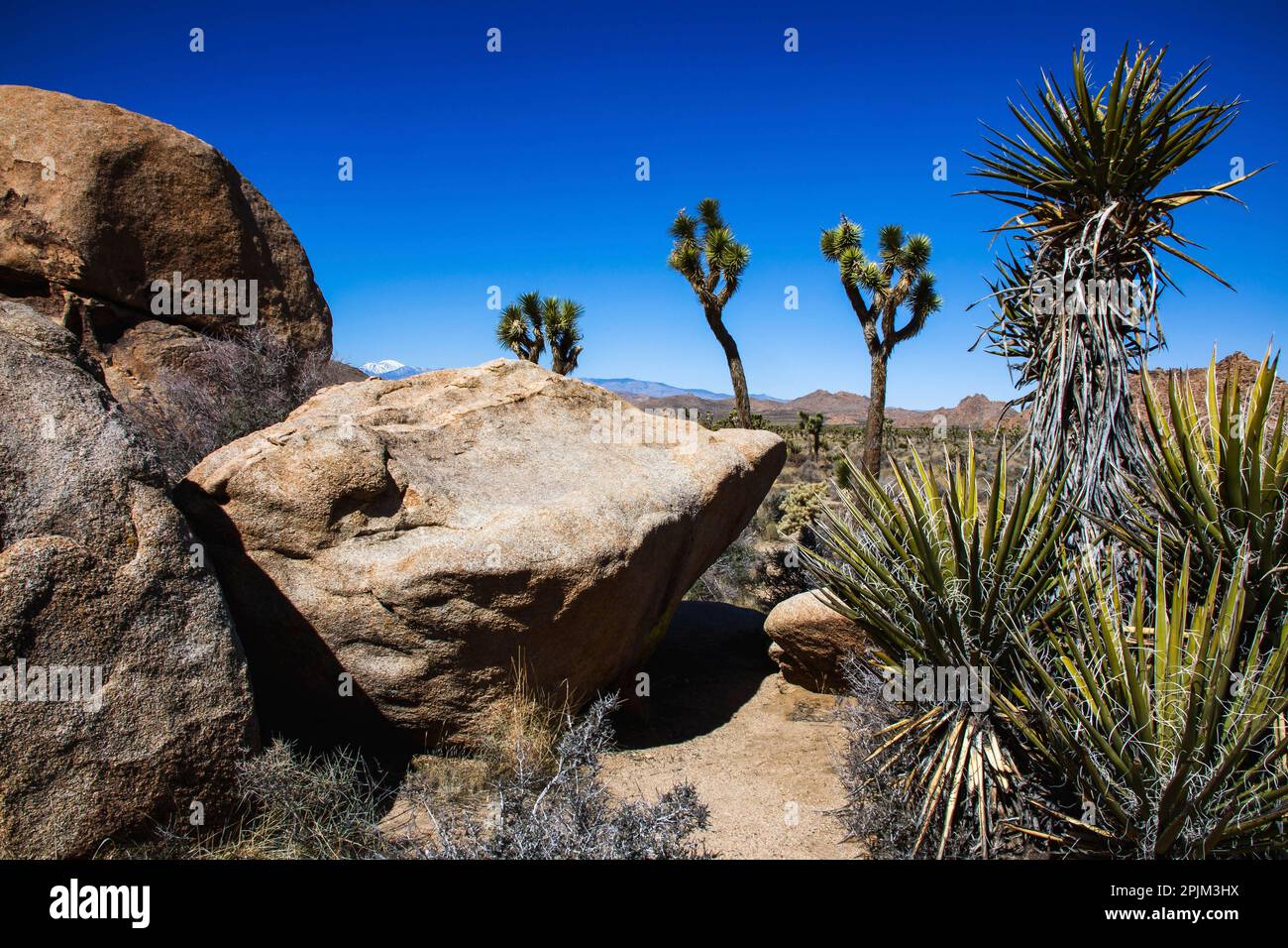 Joshua Tree Nationalpark, Kalifornien Stockfoto
