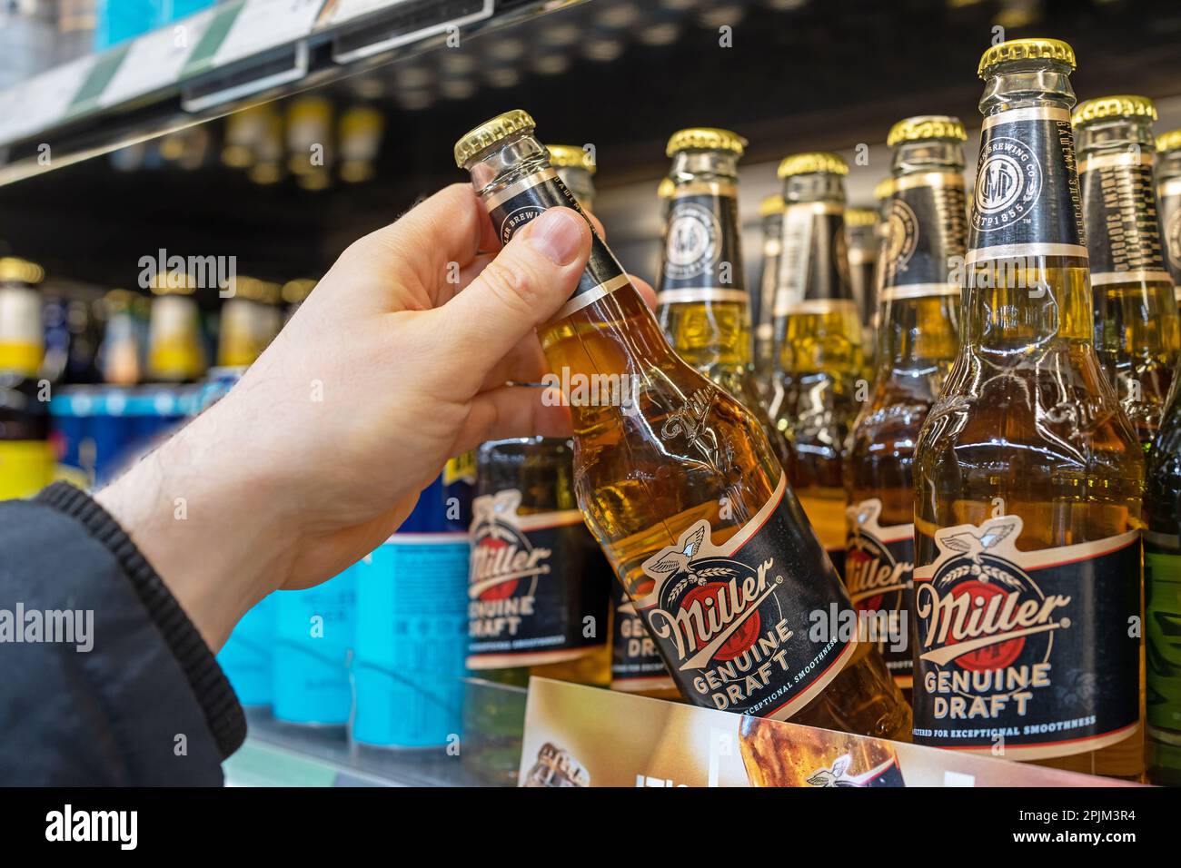 Miller-Bierflaschen in Regalen in einem Supermarkt. Der Käufer nimmt Miller-Bier. Die Hand hält Miller-Bier. Minsk, Belarus, 2023 Stockfoto