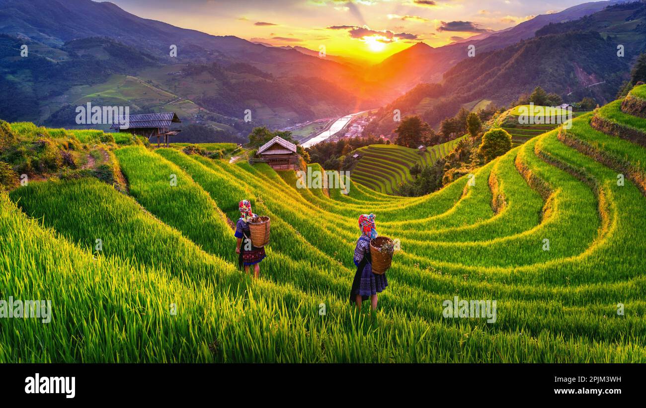 Hmong-Frauen aus ethnischer Minderheit, die auf Reisterrassen in Mu Cang Chai, Yen Bai, Vietnam spazieren. Stockfoto