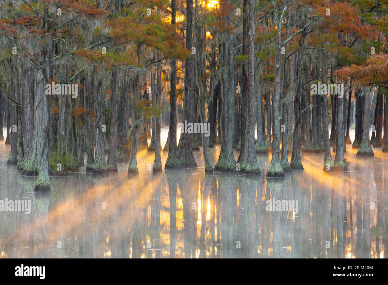 USA, Georgia, Twin City. Sturz Zypressenstürze im Nebel bei Sonnenaufgang. Stockfoto