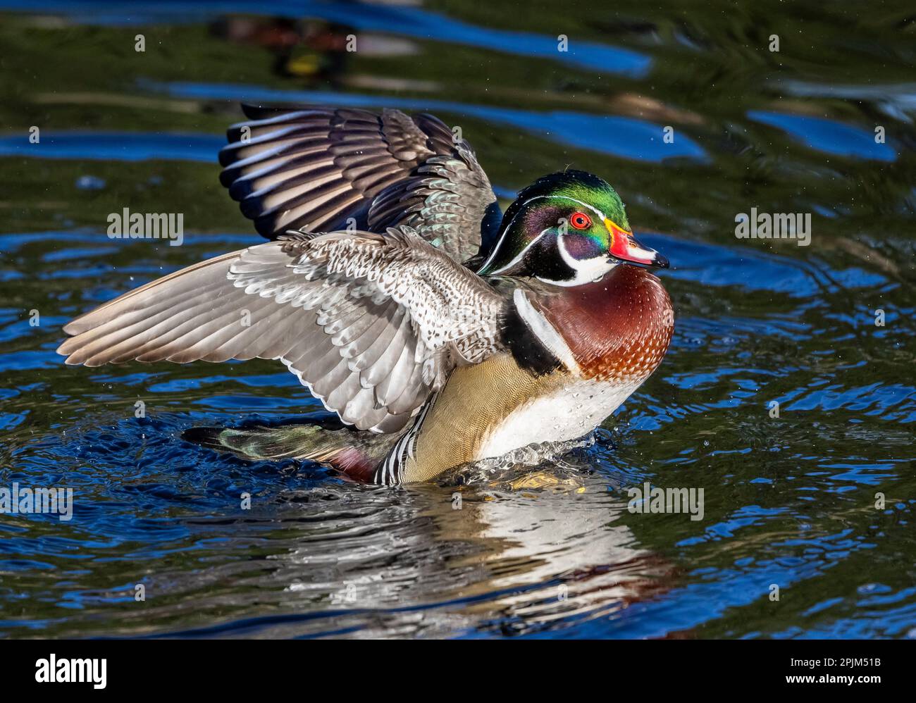 USA, Washington State, Sammamish. Yellow Lake mit männlichen drake-Enten-Flügeln Stockfoto