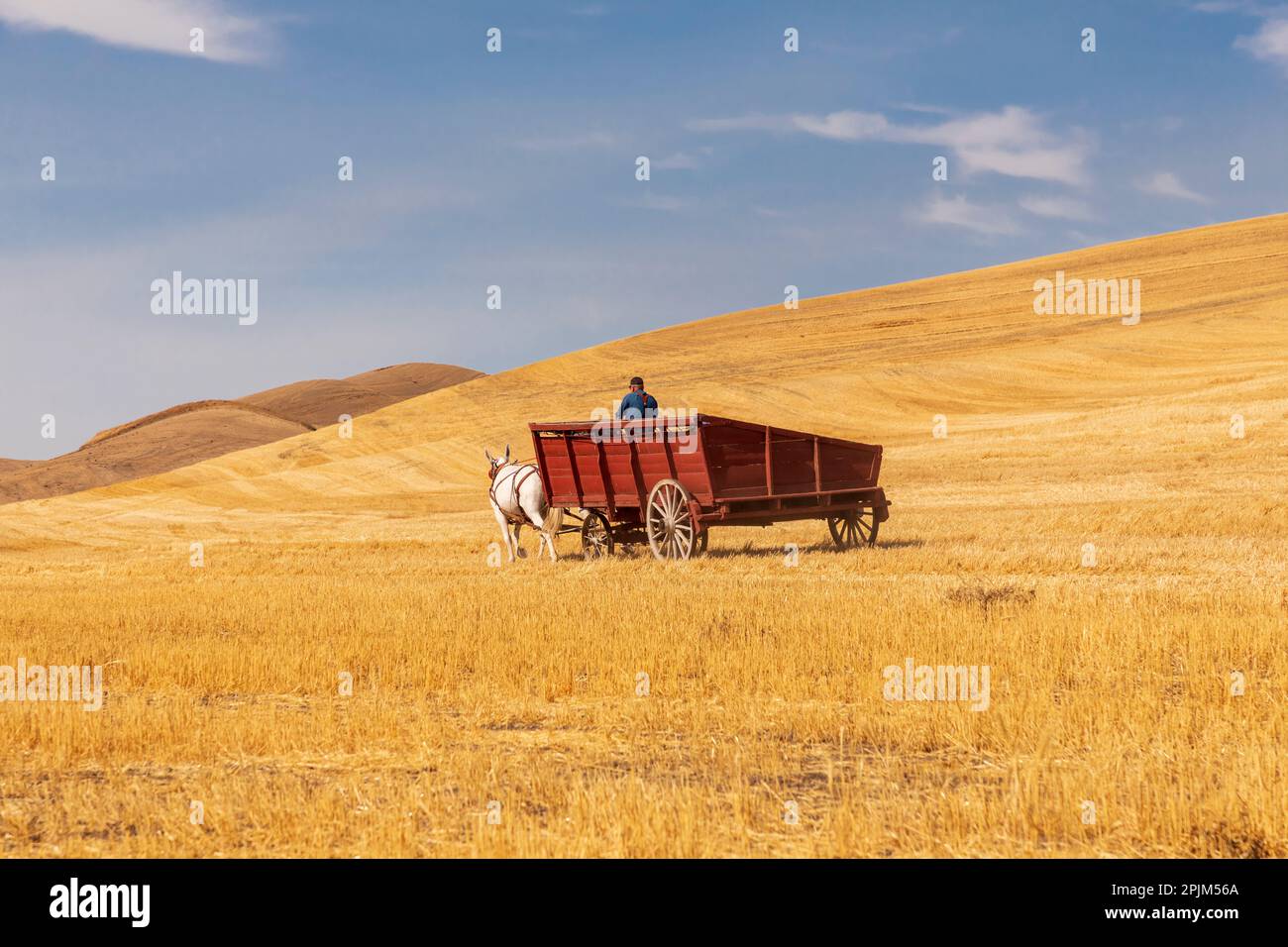 USA, Washington State, Whitman County, Palouse. Weizenernte. Altmodische Dreschmaschinen. (Nur Redaktionelle Verwendung) Stockfoto