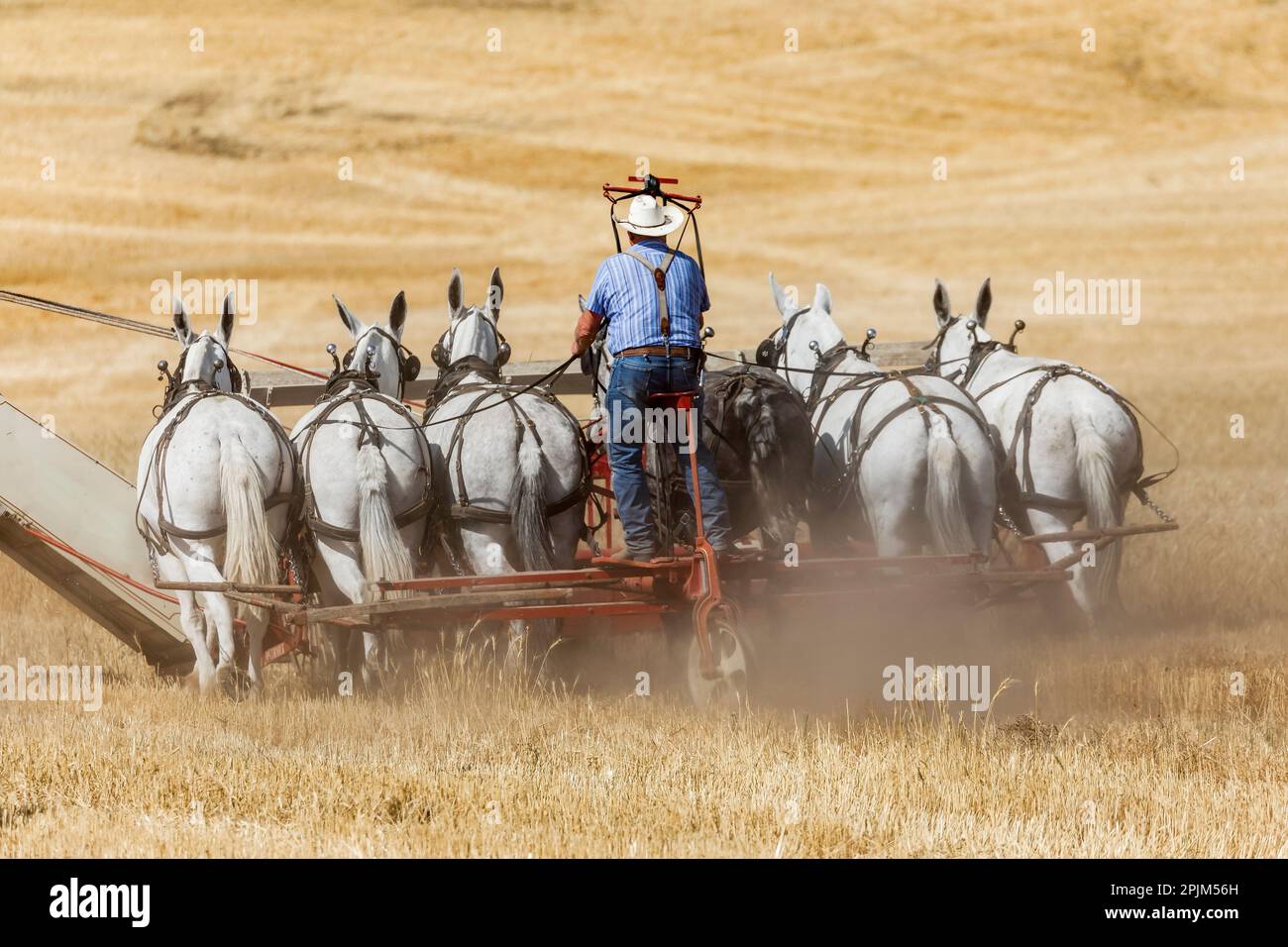 USA, Washington State, Whitman County, Palouse. Pferdeteams, die in altmodischen Erntemaschinen zum Dreschen von Weizen verwendet werden. (Nur Redaktionelle Verwendung) Stockfoto