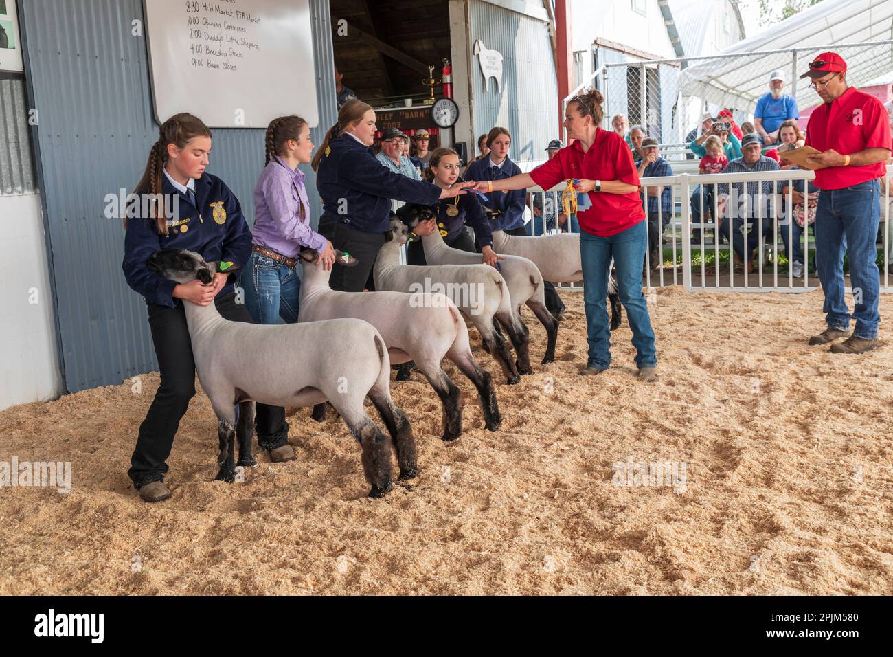 USA, Washington State, Whitman County, Palouse. Palouse Empire State Fair, Colfax. Blaue Bänder für Schafe. (Nur Redaktionelle Verwendung) Stockfoto