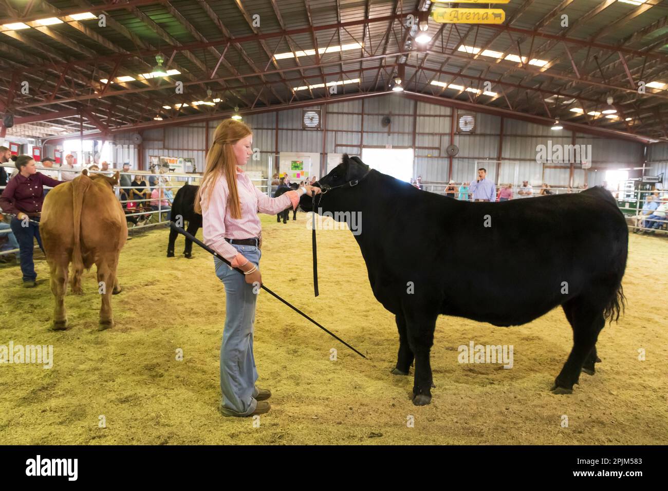 USA, Washington State, Whitman County, Palouse. Palouse Empire State Fair, Colfax. Ochsen werden angezeigt. (Nur Redaktionelle Verwendung) Stockfoto