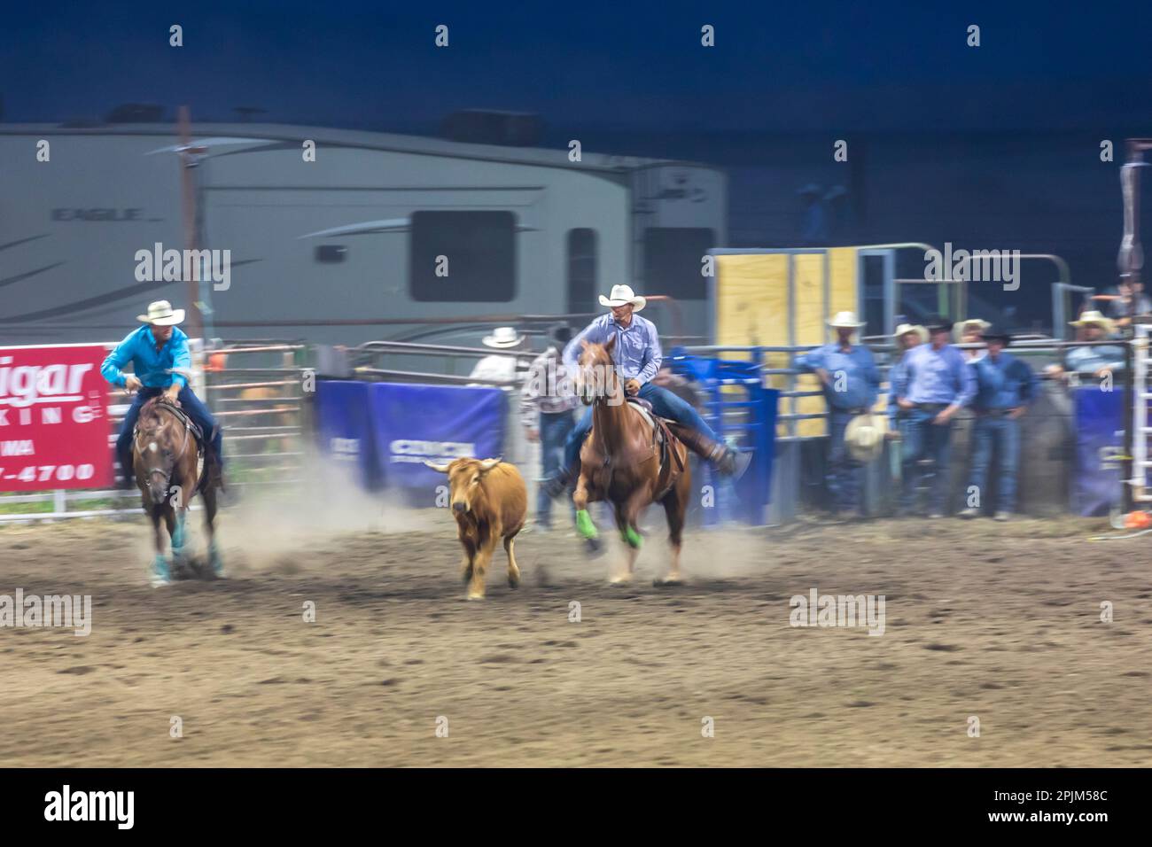 USA, Washington State, Whitman County, Palouse. Palouse Empire State Fair, Colfax. Rodeo. Steuerseil. (Nur Redaktionelle Verwendung) Stockfoto