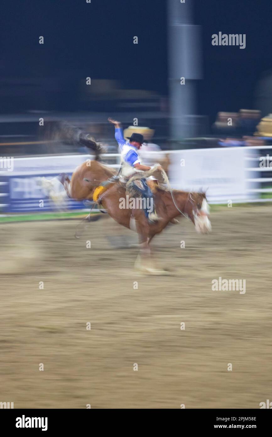 USA, Washington State, Whitman County, Palouse. Palouse Empire State Fair, Colfax. Rodeo. Bronco bricht zusammen. (Nur Redaktionelle Verwendung) Stockfoto