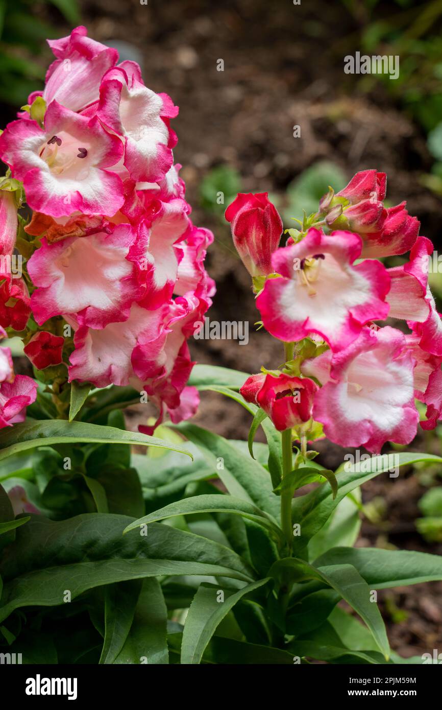 Issaquah, Bundesstaat Washington, USA. Renstemon Pentastic Rose Blumen Stockfoto