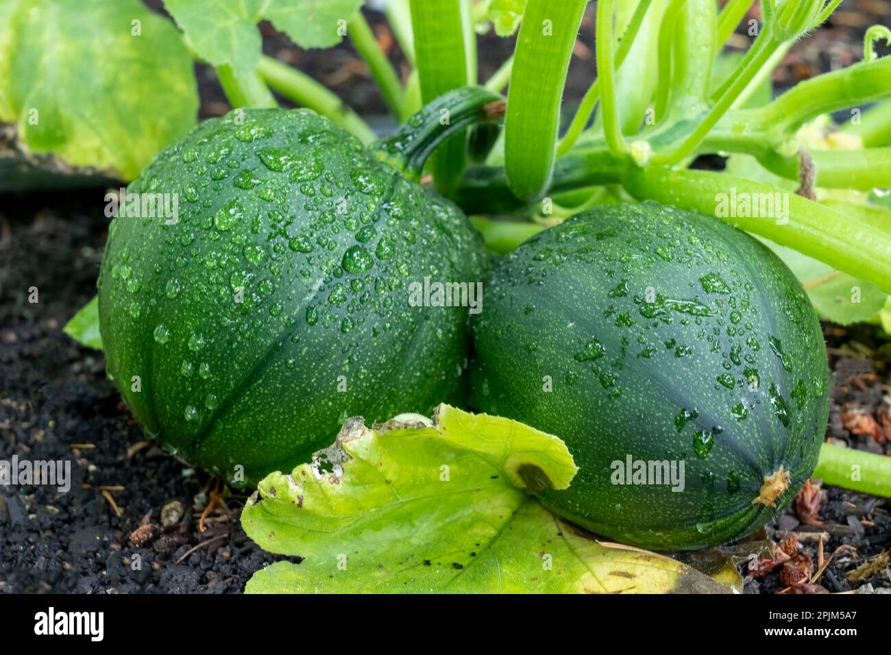 Issaquah, Bundesstaat Washington, USA. Acht Ball Squash ist ein Roman, runde Zucchini mit dunkelgrüner Haut und etwas gelbem Flecken, Stockfoto