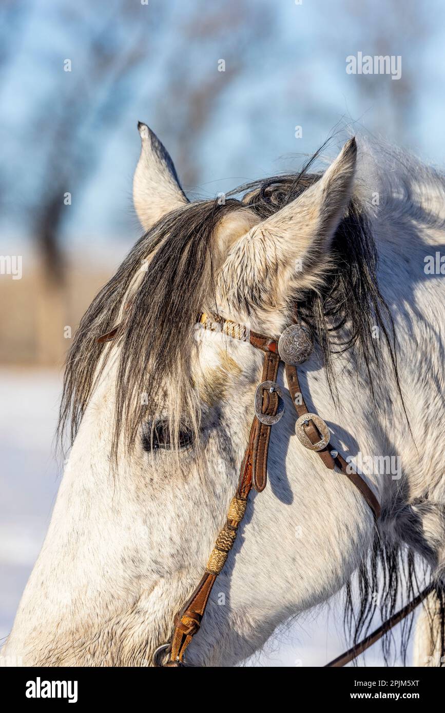 USA, Wyoming. Versteck dich auf der Pferderanch. (HERR, PR) Stockfoto